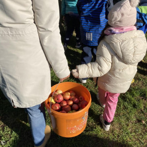 Äpfel sammeln