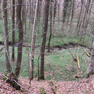 Wald